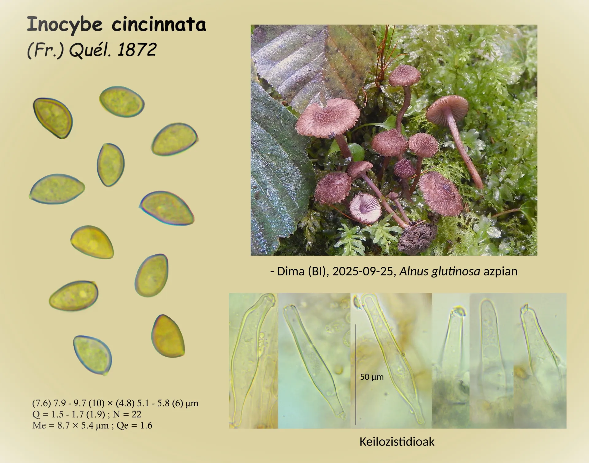 Microscopía de Inocybe cincinnata